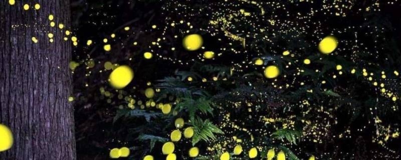 萤火虫发的光属于什么光源 萤火虫属不属于光源