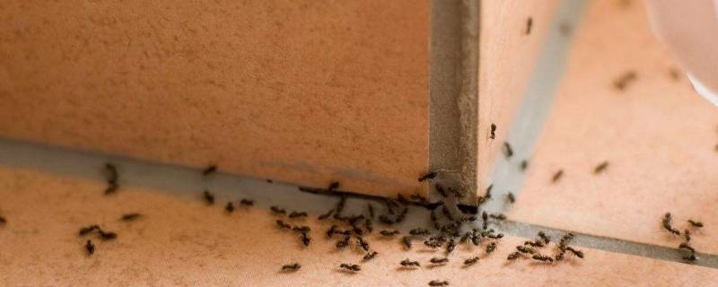 家里蚂蚁太多怎么办能除根（家里面有蚂蚁怎样能除根）
