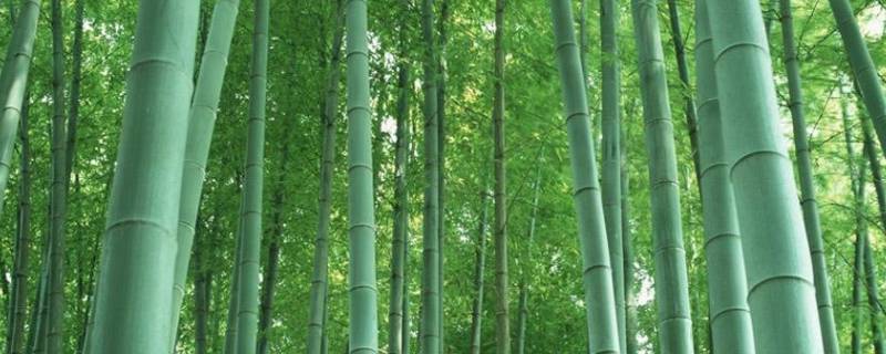 古时对竹子的雅称 竹子古时称什么