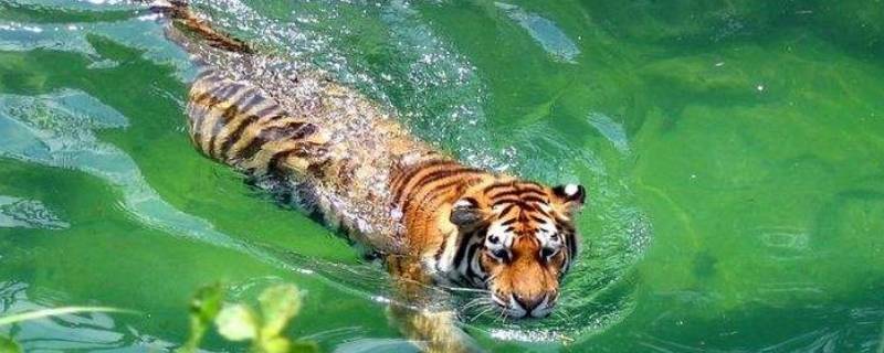 老虎怕水吗 老虎怕水么