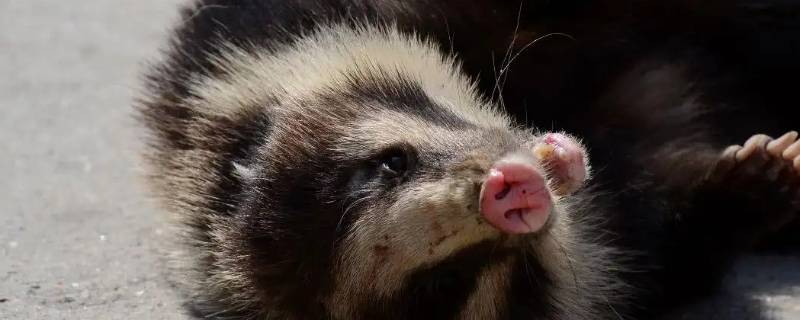 野生獾猪可以吃吗 猪獾能吃吗?是野生动物吗