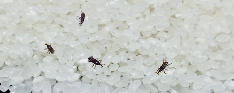密封的米为什么会长米虫 密封的米为什么会长米虫蚂蚁