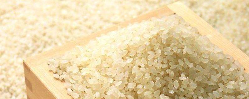 禾米是什么米（禾米是大米的意思吗?）