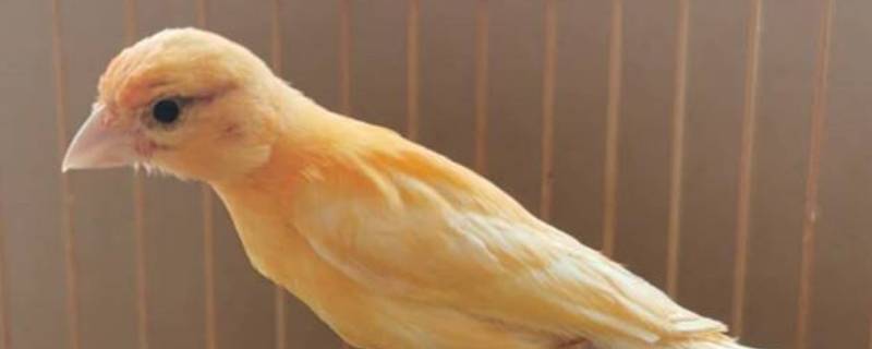 芙蓉鸟是什么意思 芙蓉鸟的意思百度汉语