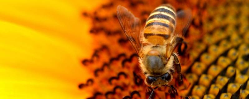 能够制造蜂蜡的是哪种类型的蜜蜂（能够制造蜂蜡的是哪种类型的蜜蜂蚂蚁庄园）