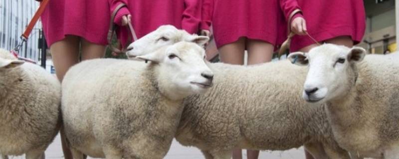 绵羊毛和山羊绒的区别 山羊绒与绵羊毛