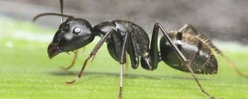 一只蚂蚁几条腿 一只蚂蚁几条腿图片