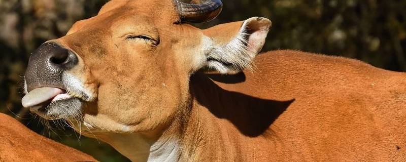 牛的舌头有什么用处 牛舌头的坏处