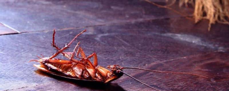 家里有蟑螂怎么灭绝 屋子里有蟑螂怎么去除
