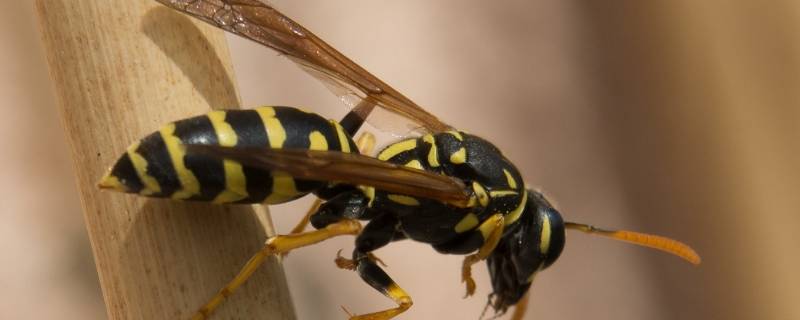 黄蜂黑黄相间的条纹有什么用 黄蜂身上的彩色条纹的作用