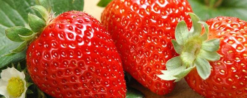 草莓是怎么形成的（脖子上的草莓是怎么形成的）