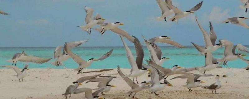 具体介绍一下西沙群岛的海鸟 西沙群岛上的海鸟有哪些