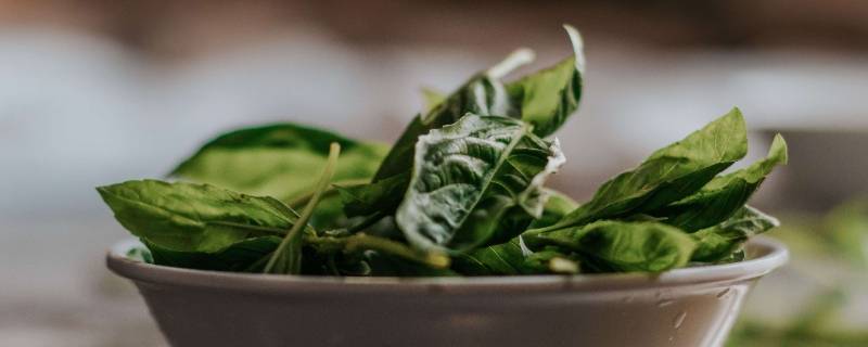 绿叶蔬菜放冰箱能放多久 新鲜绿叶菜可以在冰箱里保存多久