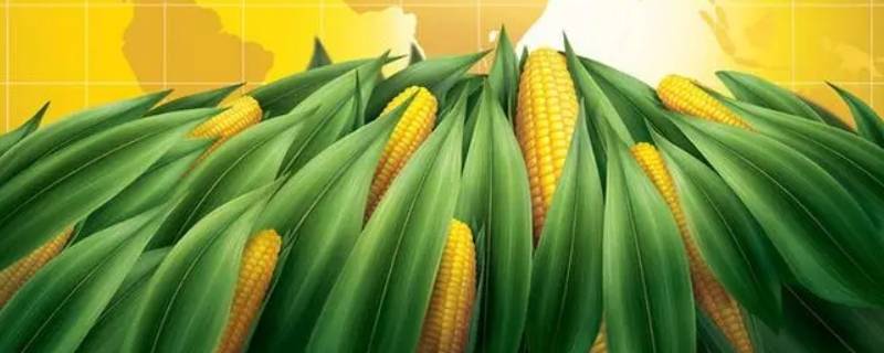 玉米有哪些品种 转基因玉米有哪些品种