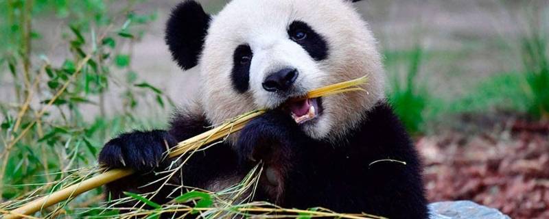为什么熊猫喜欢吃竹子 为什么熊猫喜欢吃竹子答案都是什么