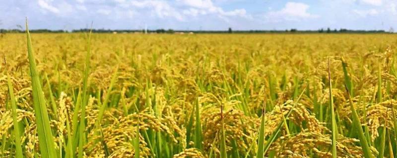 生态米是什么米（生态米介绍）