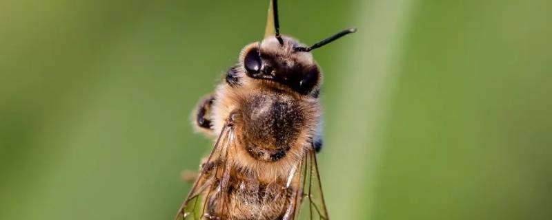 蜜蜂蜂王死了其他蜜蜂都会死吗 蜂王多久会死