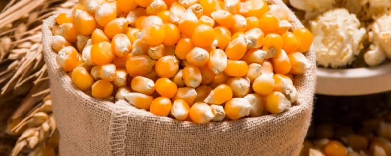 爆米花的玉米和普通玉米有什么区别 爆米花的玉米和普通玉米有什么区别图片