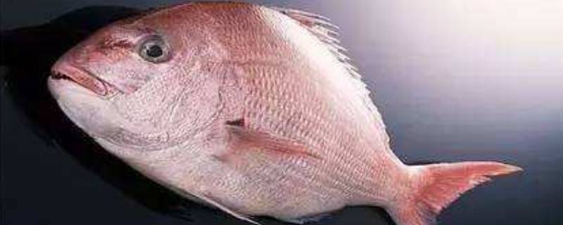 铜盆鱼是什么鱼 铜盆鱼百科