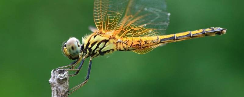 蜻蜓有多少个单眼（蜻蜓有多少个单眼有多少个复眼）