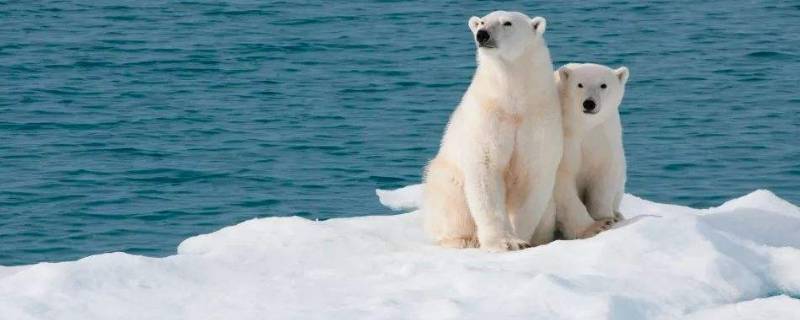 北极熊多重（一只北极熊多重）