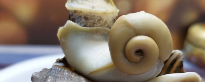 怎么判断海螺是不是活的（如何判断海螺是否是活的）