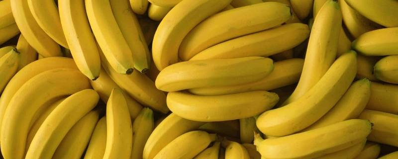 香蕉催熟的方法 小米香蕉催熟的方法