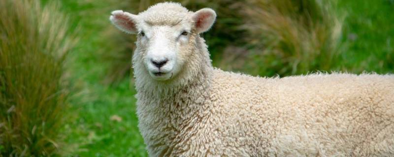 有羊角的绵羊是公的还是母的 是公绵羊的羊角大还是母绵羊的羊角大