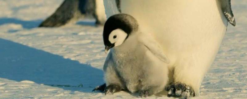 为什么企鹅不怕冷（十万个为什么为什么企鹅不怕冷）