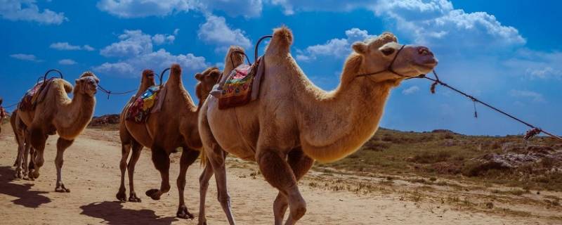 骆驼奶稀少的主要原因 骆驼奶稀少的主要原因是什么?