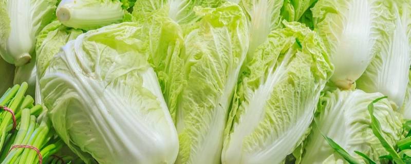 大白菜能耐零下几度 大白菜能耐零下几度的低温