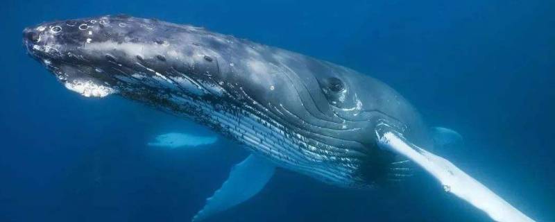 鲸油有什么作用 鲸鱼的鲸油有什么用
