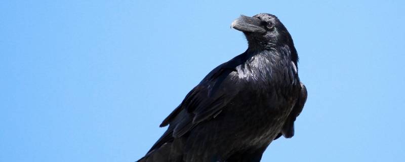 乌鸦都是黑色的么 难道所有的乌鸦都是黑色的吗
