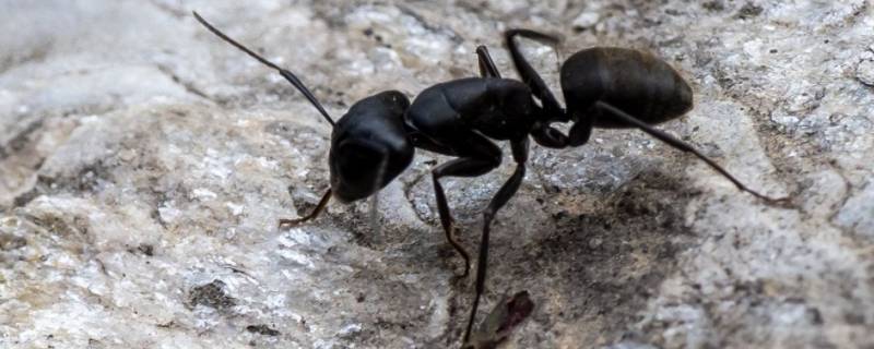 家里有蚂蚁是什么原因 楼房家里有蚂蚁是什么原因