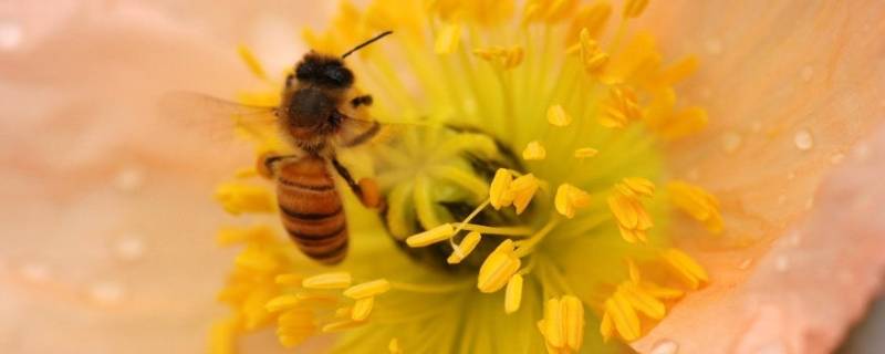 花粉里面有什么 花粉里面有什么成分