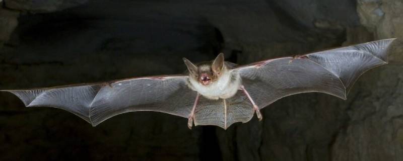蝙蝠属于什么动物类型 蝙蝠属于什么类动物
