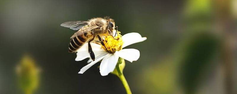 蜜蜂的特点和品质（蜜蜂的特点和品质加象征的人）