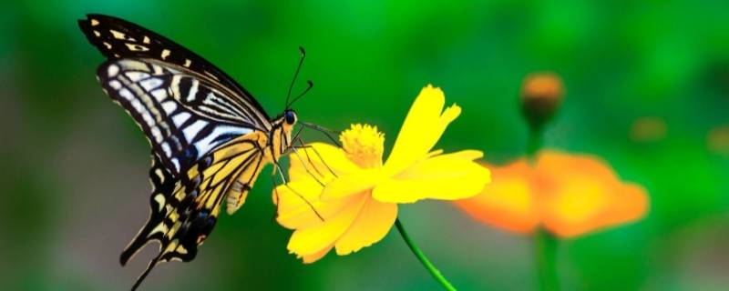 飞蛾和蝴蝶的区别 飞蛾和蝴蝶的区别 胡须