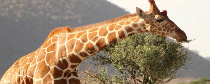 长颈鹿高度（长颈鹿高度大约多少厘米）