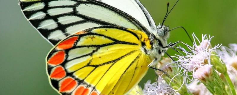 蝴蝶发现花蜜靠的是什么 蝴蝶是采花蜜的吗