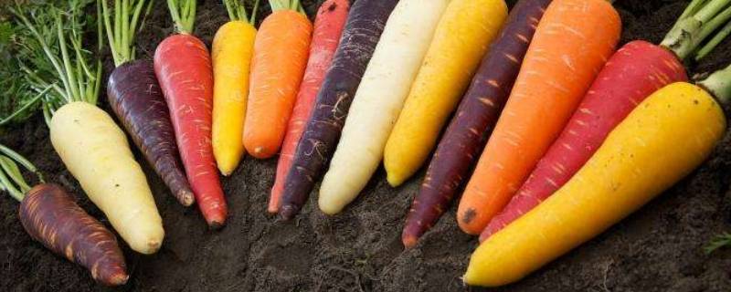 胡萝卜和白萝卜的区别 白萝卜和胡萝卜有哪些相同