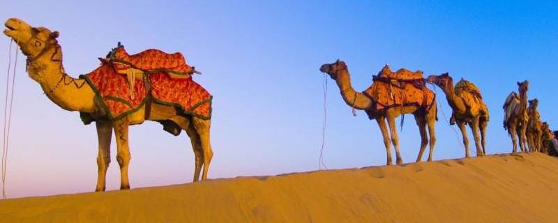 骆驼只有双峰驼一种吗（骆驼只有双峰驼一种吗对不对）
