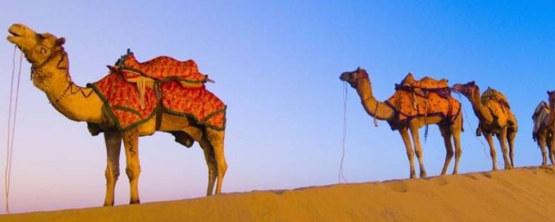 骆驼为什么可以长时间不喝水 骆驼为什么可以长时间不喝水不吃饭