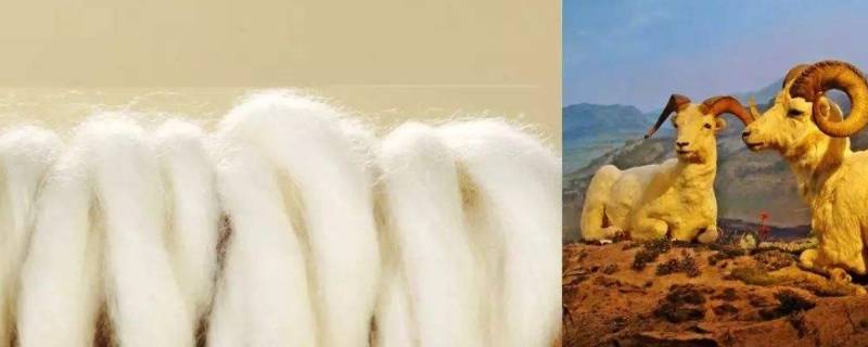 巴素兰羊毛与普通羊毛的区别 阿拉善羊毛和巴素兰羊毛的区别