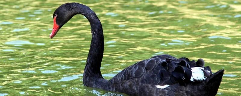 黑天鹅属于几级保护动物（黑天鹅是国家几级保护动物）