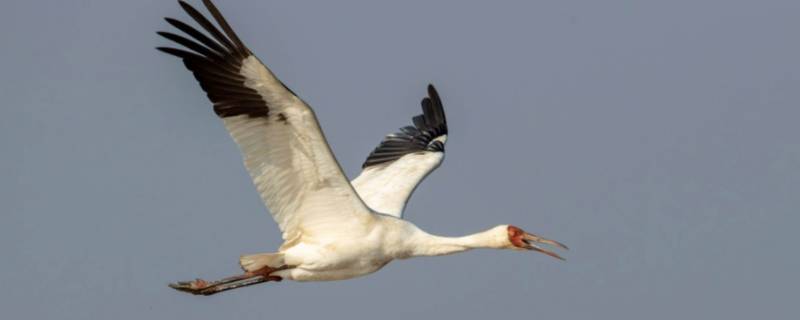白鹤是什么类动物 白鹤是野生动物吗?