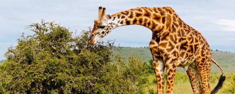 长颈鹿的高度 长颈鹿的高度约为多少米