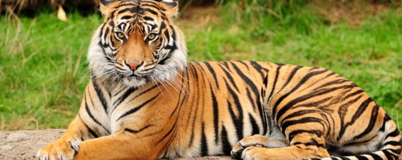 老虎是什么颜色的 老虎是什么颜色的图片简笔画