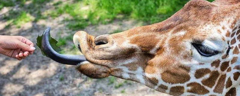 长颈鹿的舌头是什么颜色的（长颈鹿的舌头是什么颜色的它有什么作用）