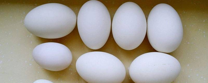 鹅蛋煮多久 鹅蛋煮多久能熟透
